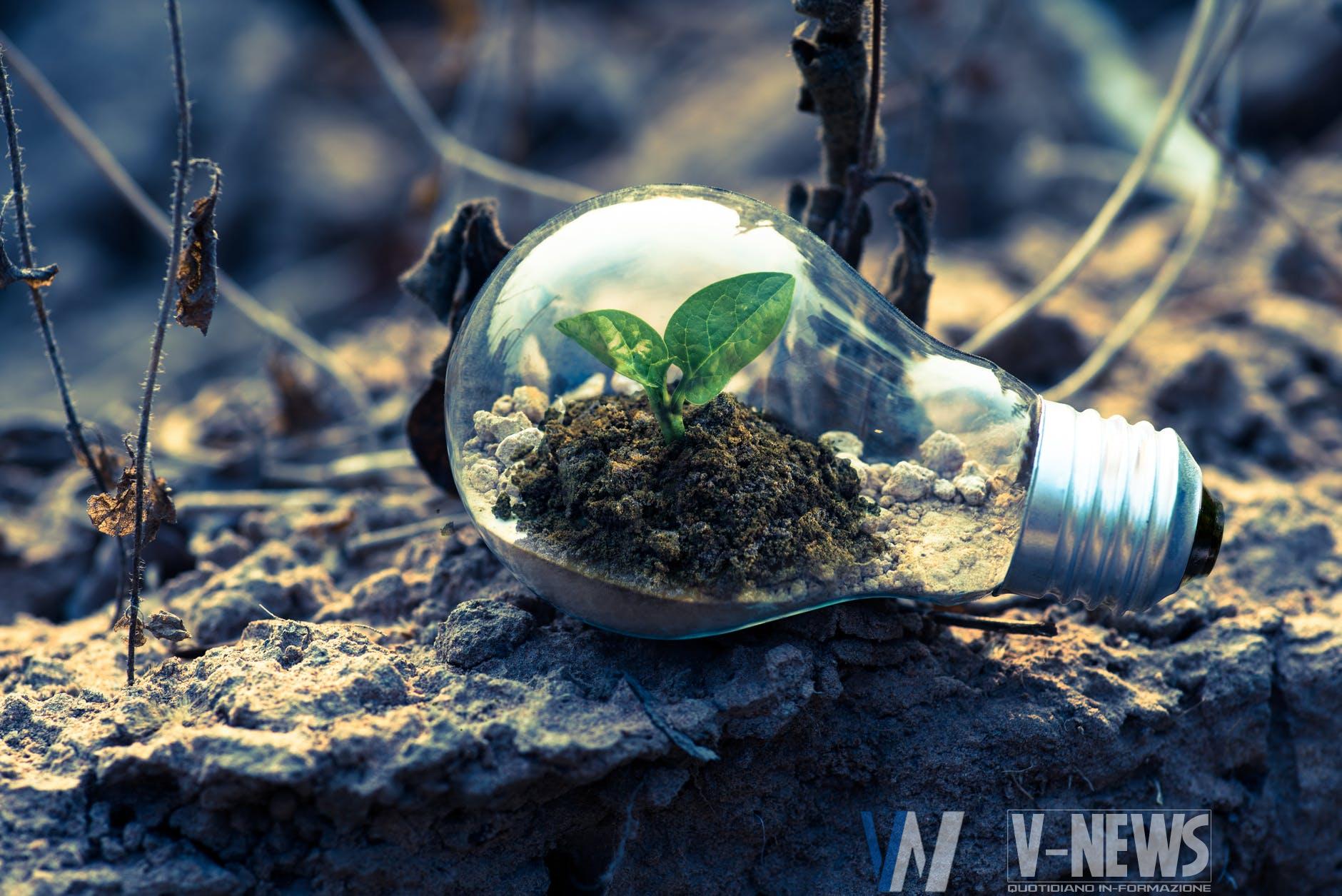 clear light bulb planter on gray rock