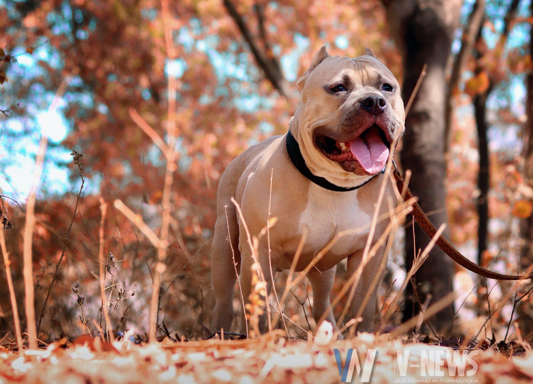 selective focus photo of pitbull